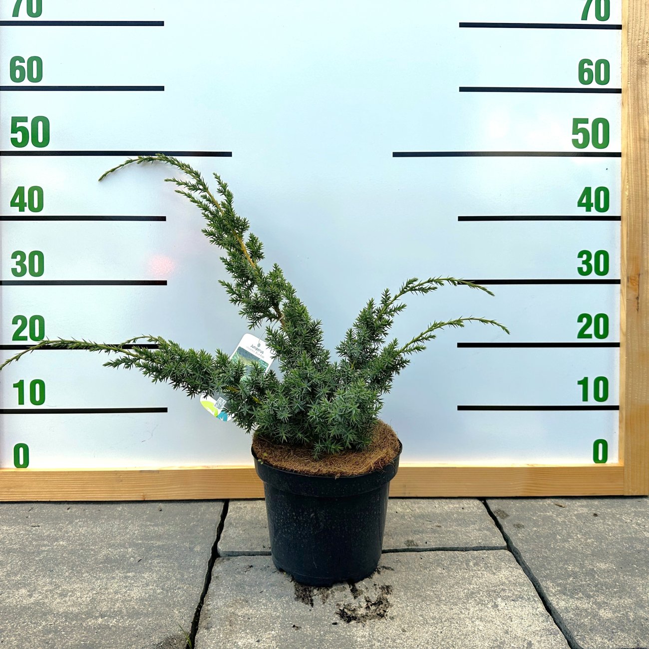 Obrázok Borievka čínska (Juniperus chinensis) ´BLUE ALPS´ - výška 30-50 cm, kont. C3L